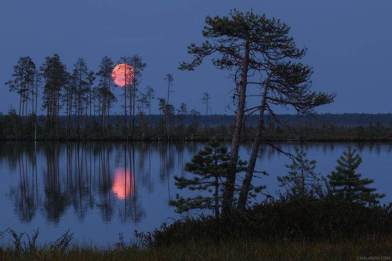 озеро, луна, ночь, восход, болото, сосны Красная луна над озером Кадамphoto preview