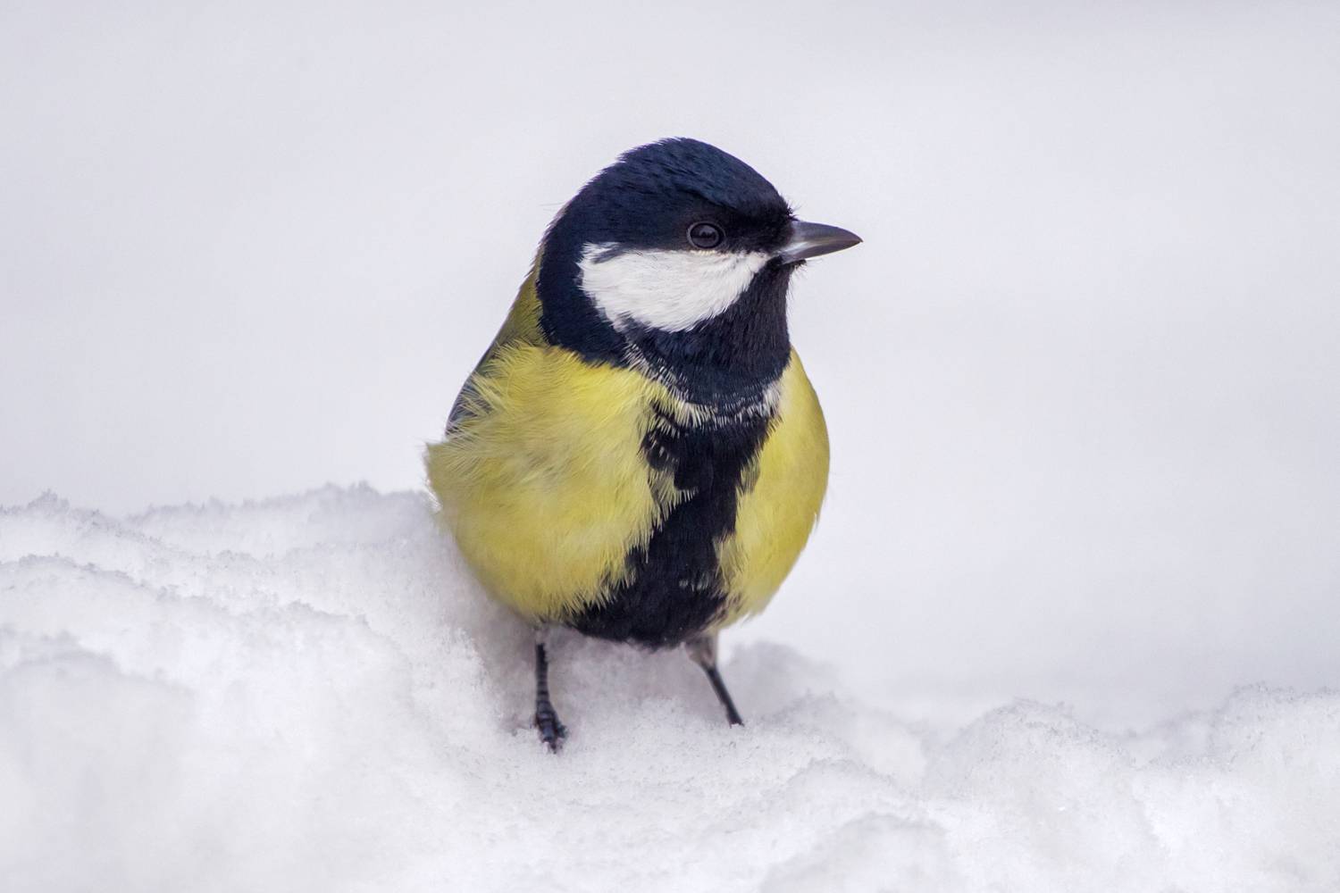 Зимний портрет синицы.. Автор: Алексеев Сергей , Алексеев Сергей