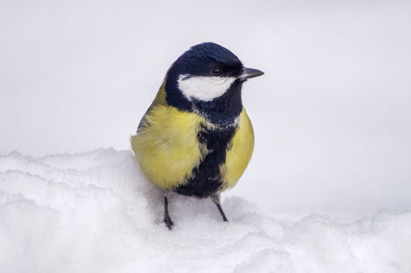 Зимний портрет синицы.photo preview