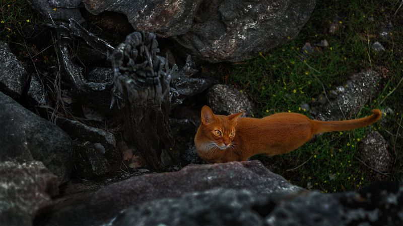 фото превью