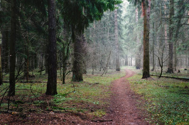 лес, деревья, листва, дымка В лесу фото превью