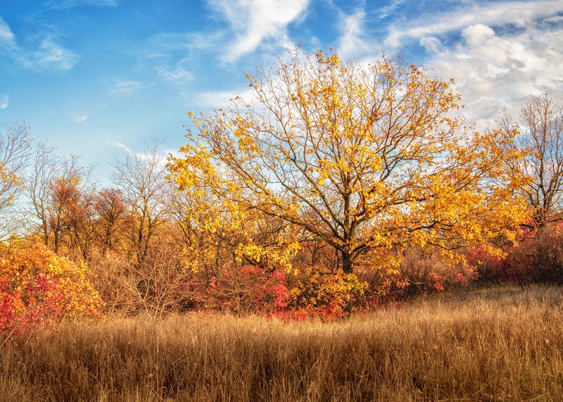 Осень золотаяphoto preview