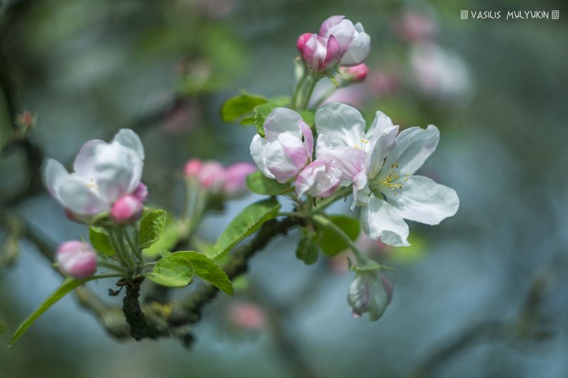 Яблони в цвету ...photo preview