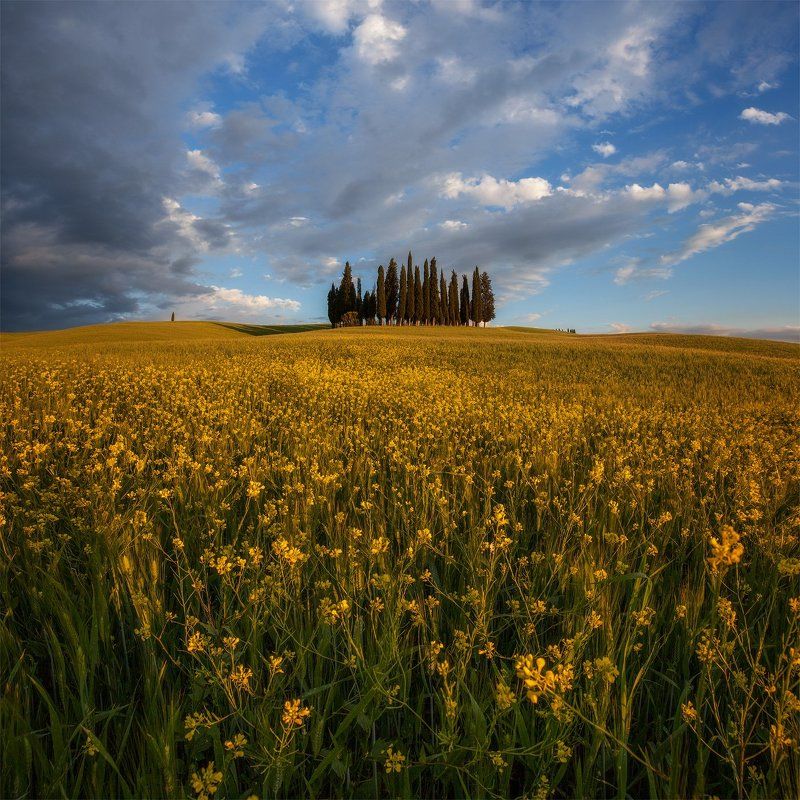 italy, tuscany, италия, тоскана Кипарисы.photo preview