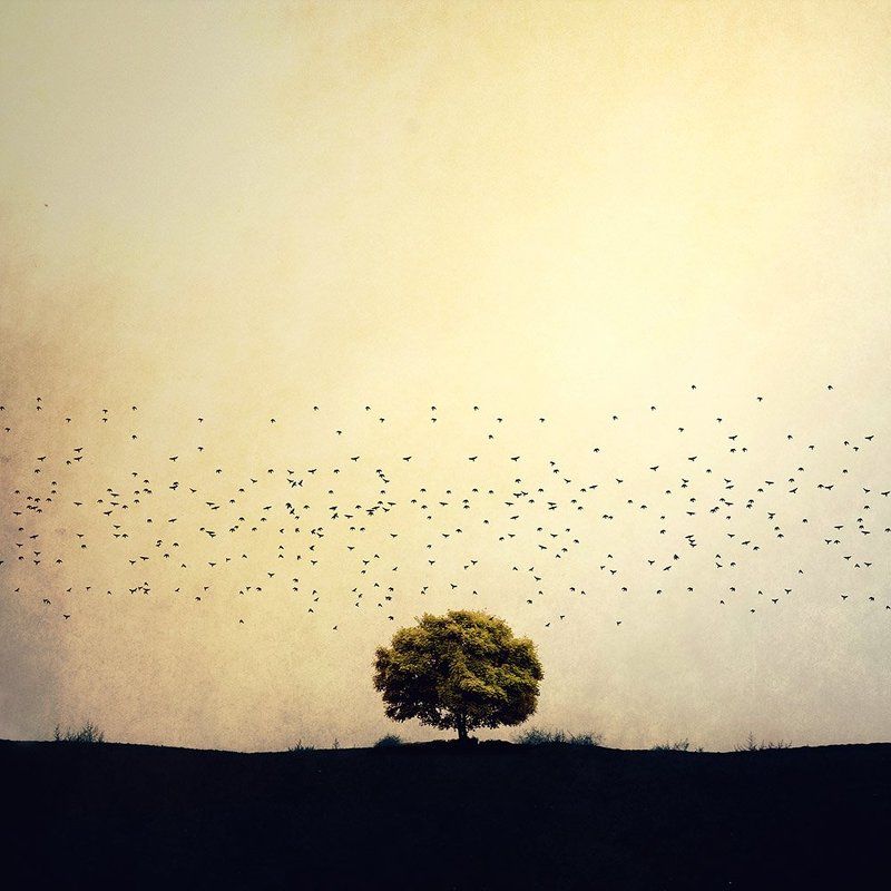 Creative, fineart, edit, tree, birds, landscape, conceptual, yellow, life,  Before the eventphoto preview