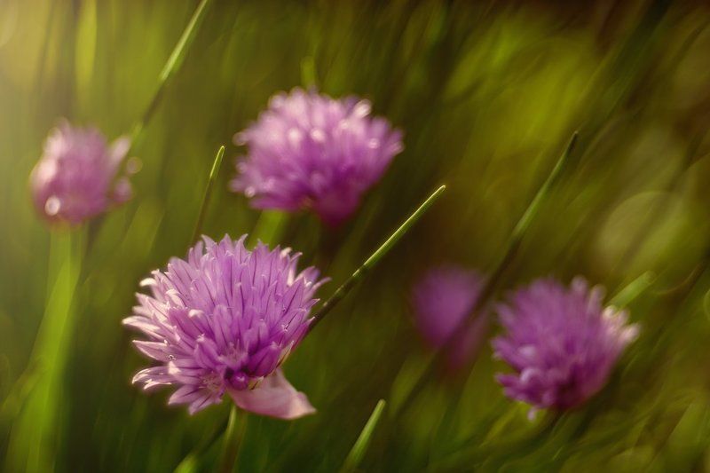 Лук расцвелphoto preview