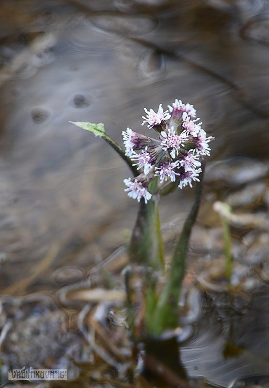 цветок, природа, урал, лес Весенний цветphoto preview