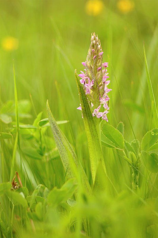 Orchis maculata, Кукушкины слезки, Ятрышник пятнистый Колосились в травах орхидеиphoto preview