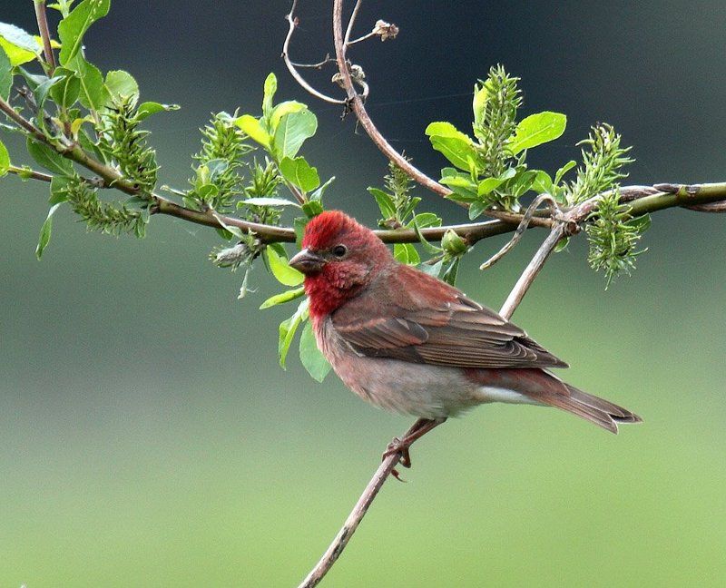 Рыжийphoto preview