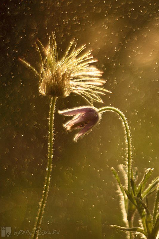 утро сон-трава прострел даурский Про гордую блондинку и робкого юношуphoto preview