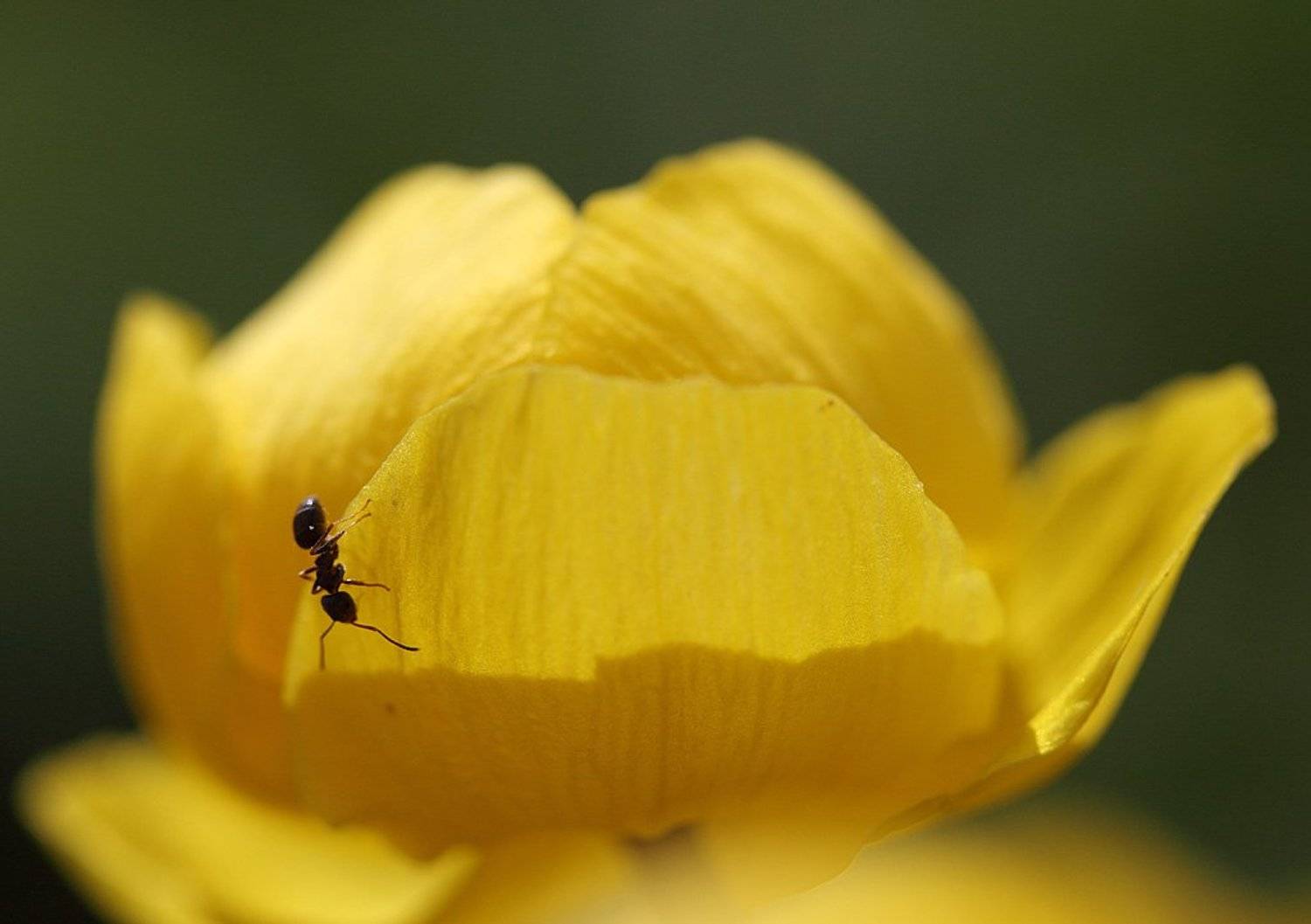 , Сергей Таланов