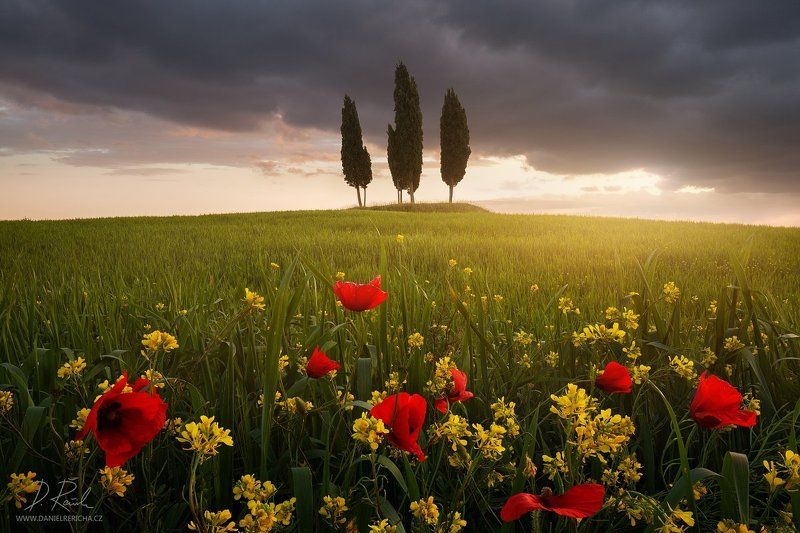 italy, tuscan, tuscan, san quirico d´orcia, pienza, spring, morning, poppies, flowers, sunlight, clouds, meadow, field, spring meadow,cypress, cypress grove, grove, sun, daniel rericha, Blooming Tuscanyphoto preview