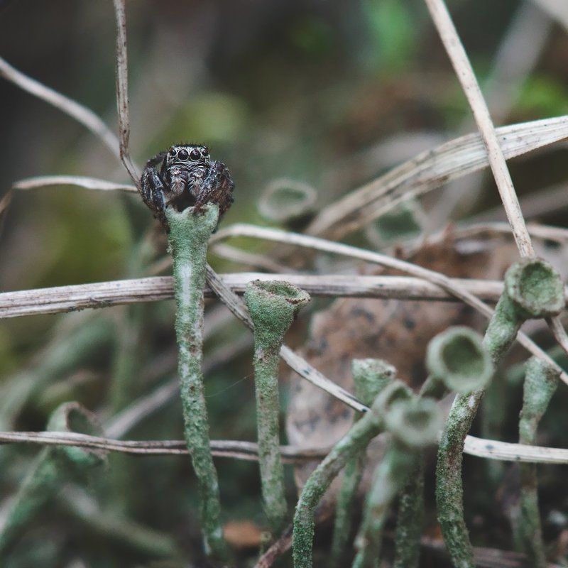 макро, паук, скакун, macro, spider, salticidae photo preview