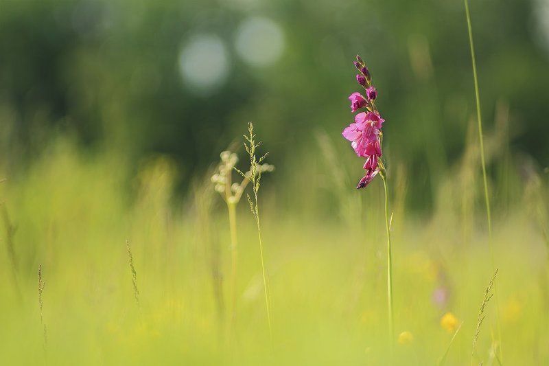 Gladiolus imbricаtus, Гладиолус черепитчатый, Шпажник черепитчатый Гладиолус черепитчатыйphoto preview