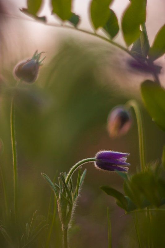 Один день из жизни Прострела даурского ( Pulsatilla dahurica )photo preview