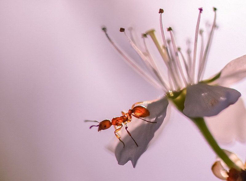 Мечтательphoto preview