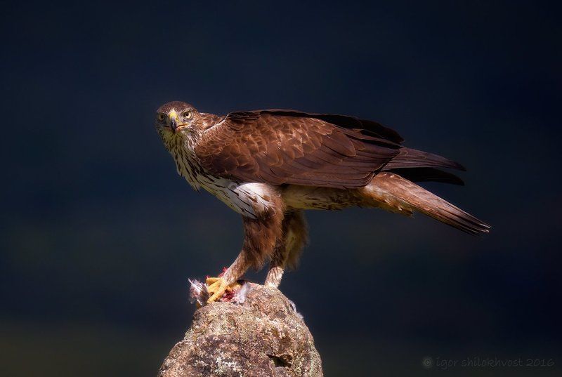 ястребиный орелphoto preview