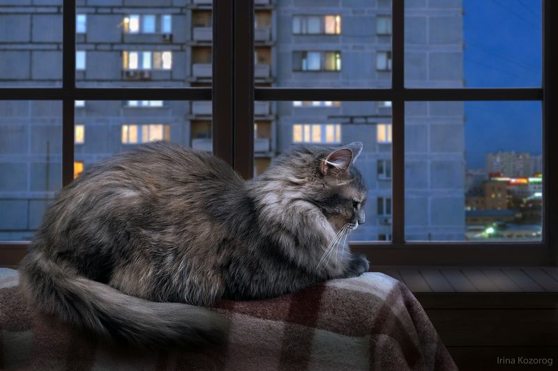 Кот, Ночь Ждет...photo preview