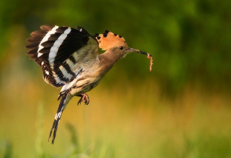 The Snackphoto preview