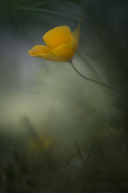 Behind the shadowsphoto preview