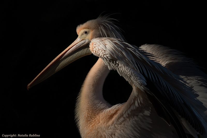 Животные, Крылья, Настроение, Пеликаны, Природа, Птицы, Свет Frame of Mind...photo preview