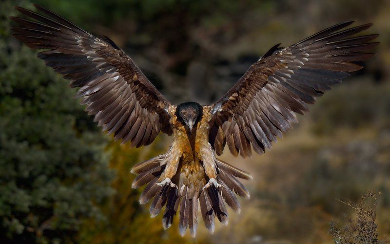 во всей красеphoto preview