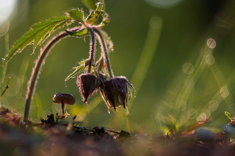 гриб, макро, цветок Не сон трава фото превью