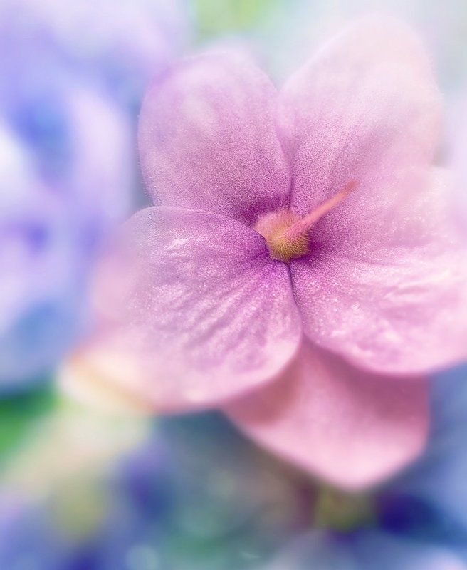 Взрыв в цветах. Вариацииphoto preview