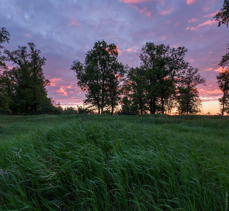 верторама, весна, лето, пейзаж, подмосковье, рассвет, трава, утро Ранее-ранее майское утро в свежей траве и среди дубов. фото превью