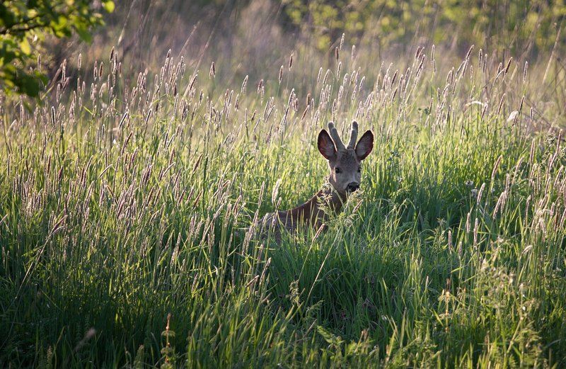 Бэмби...photo preview