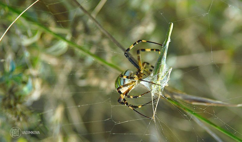 Упаковкаphoto preview