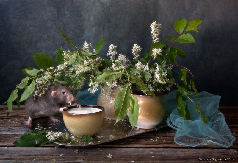 Rats\'n\'Cats, Декоративная крыса, Кошки-мышки, Крыса-дамбо, Крысиные истории, Мышик, Натюркотики Крысиные истории. Пора на дачу.photo preview