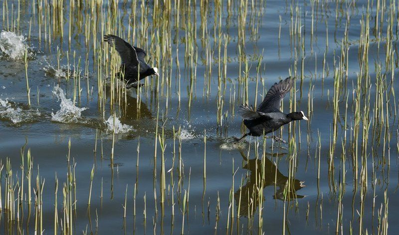 Погоня!photo preview