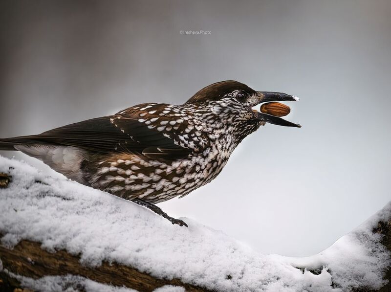 Кедровка,птица Дегустацияphoto preview