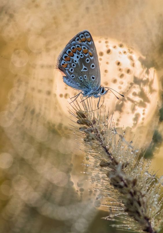 Бабочка,утро, роса, паутина Пробудившись испить утренней росыphoto preview