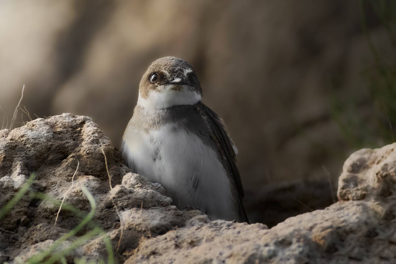 береговушка, sand martin, Riparia riparia, птица, дикая природа, swallow, птицы России, birdwatching, nature, wildlife photography, close-up bird, Полина Шальнева