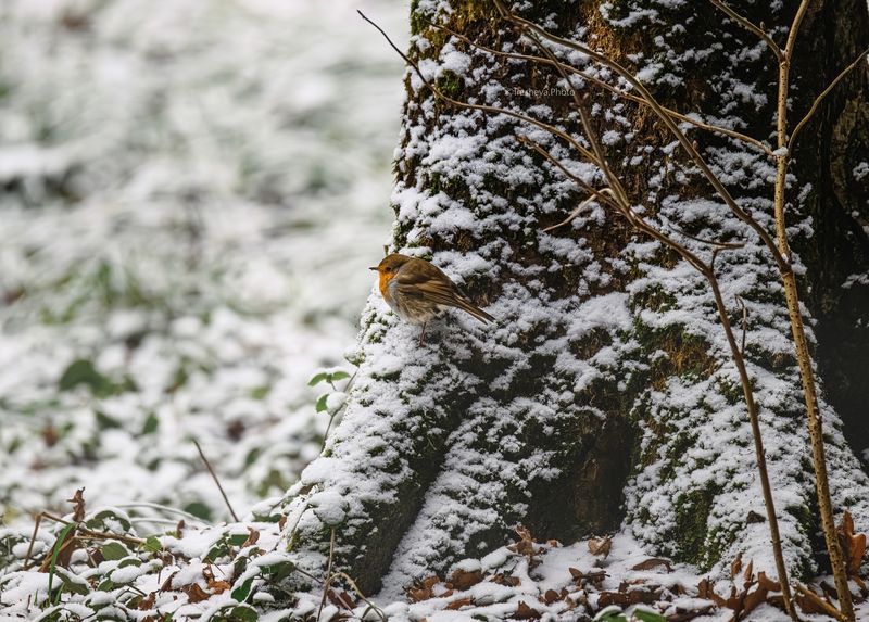 Зарянка,птица,Малиновка Зимнее утро фото превью