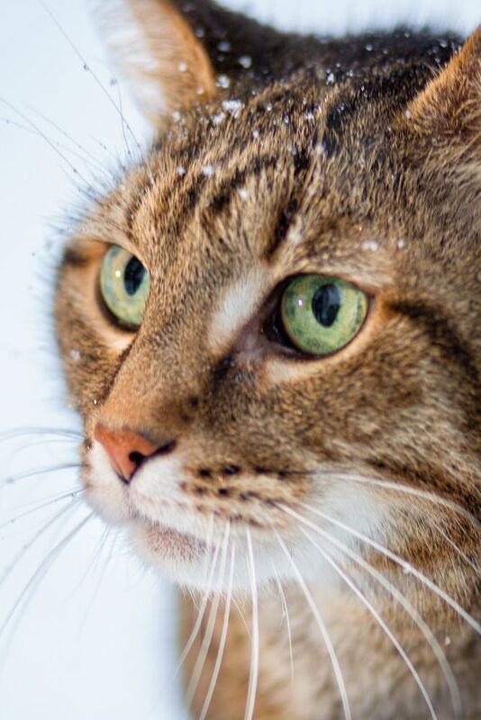 Котик Хасанphoto preview