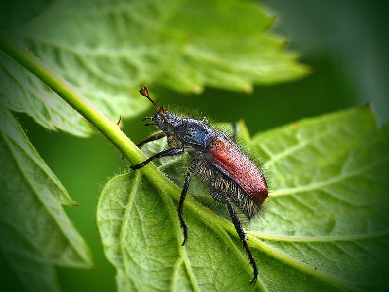 Садовый хрущикphoto preview