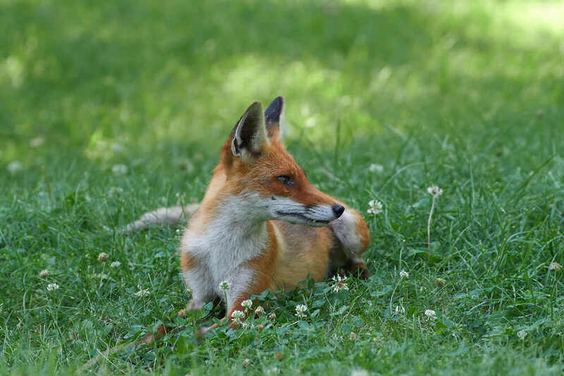 лисица, рыжая лисица,  Рыжая лисица фото превью