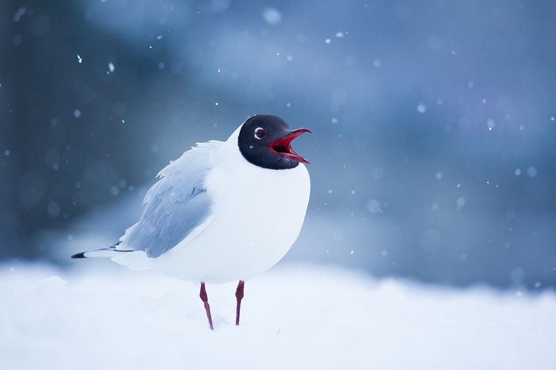 Gull in winterphoto preview