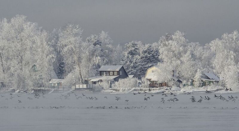 ангара гоголь bucephala clangula Утка на Рождествоphoto preview