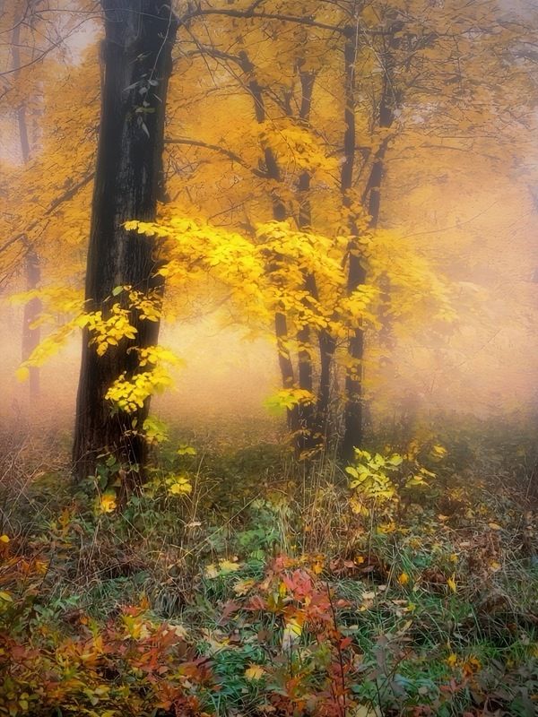 пейзаж, landscape, nature, природа, осень, autumn, золотаяосень, goldatum, лес, forest, туман ***photo preview