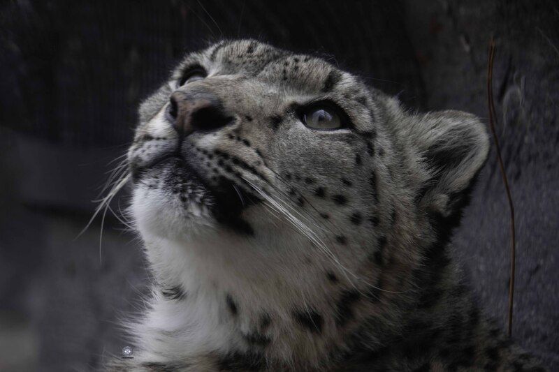 Snow leopardphoto preview
