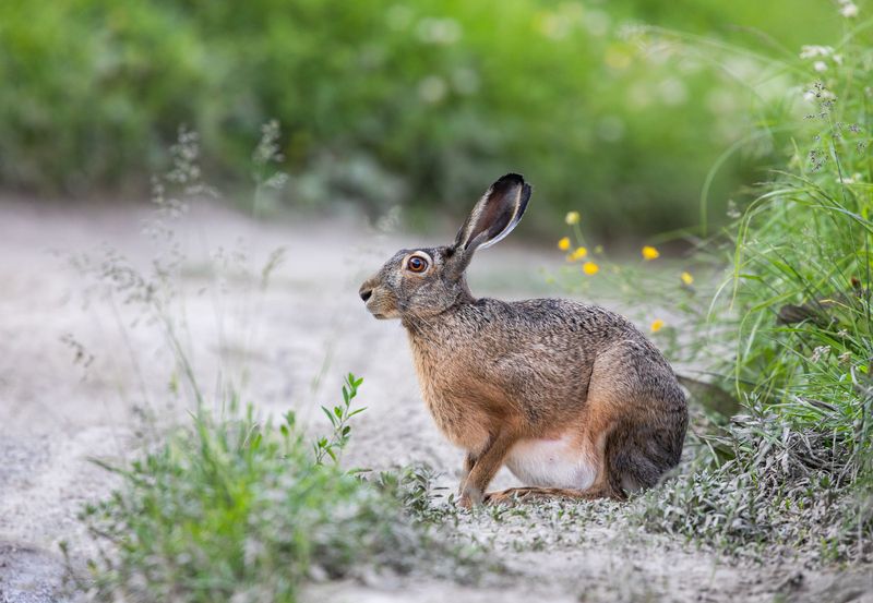 Бесстрашная беременная зайчиха! photo preview