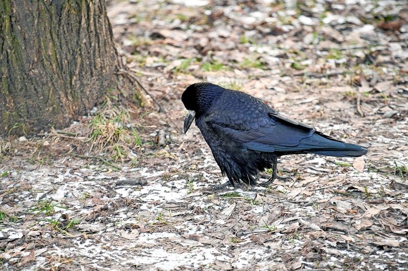 Печальный грачphoto preview