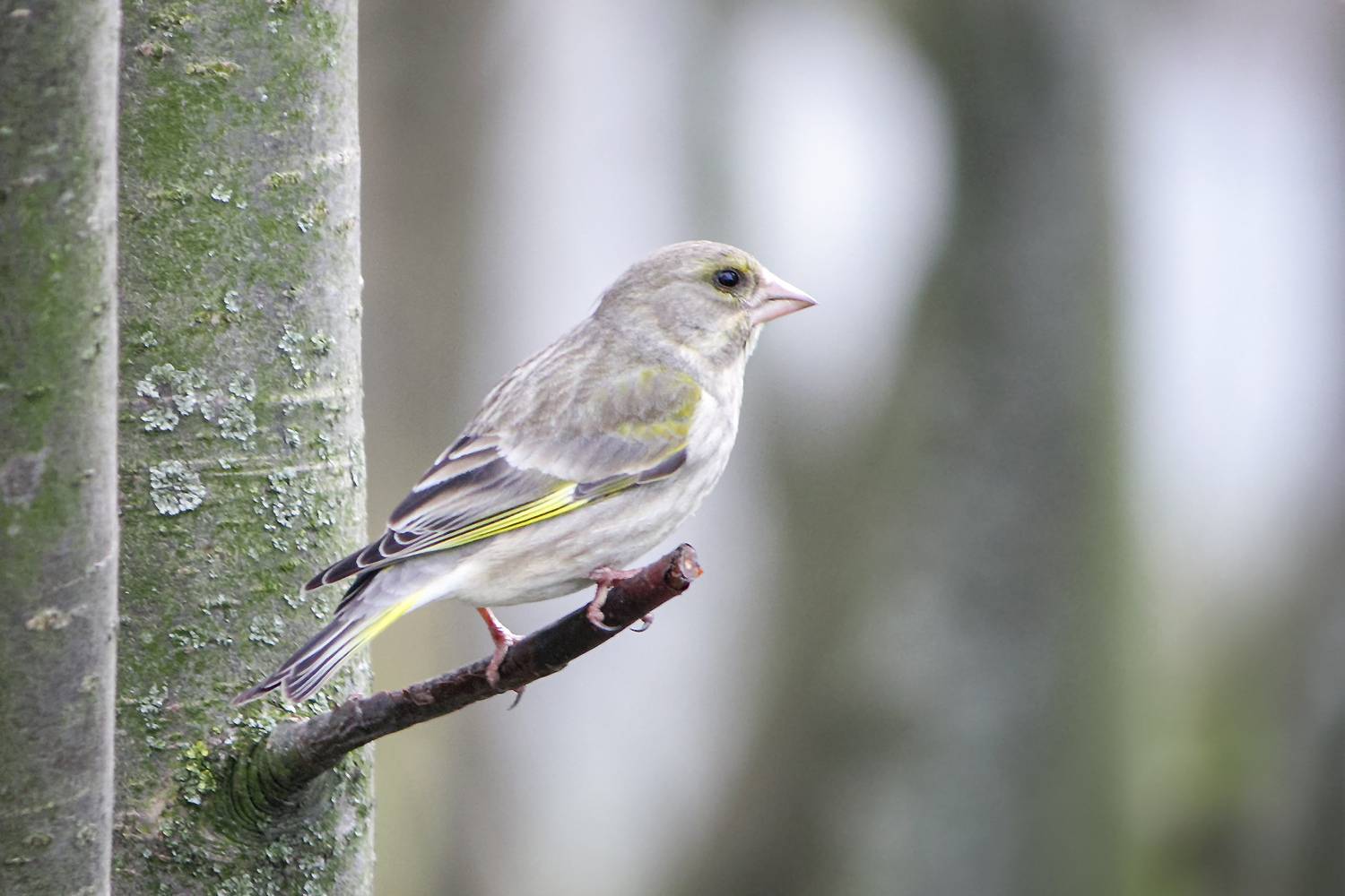 Зеленушка. Автор: КарОл зеленушка, обыкновенная зеленушка, chloris chloris, КарОл