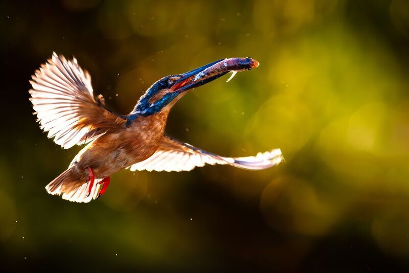 #зимородок, #commonkingfisher Пролетая над гнездом... фото превью