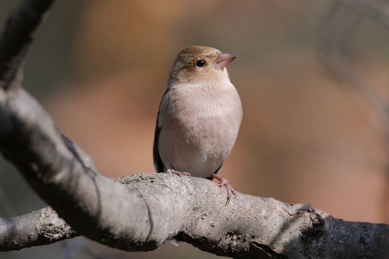 зяблик,fringílla coélebs Зяблик (лат. Fringílla coélebs)photo preview