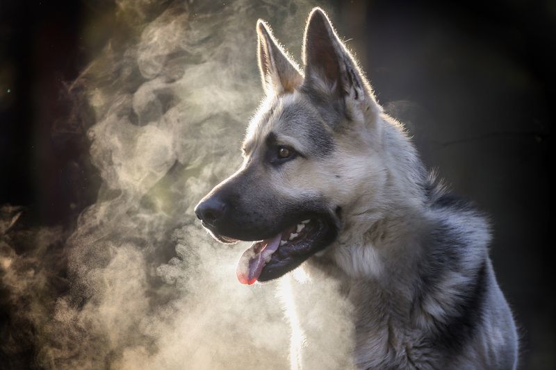 Дыхание зимыphoto preview